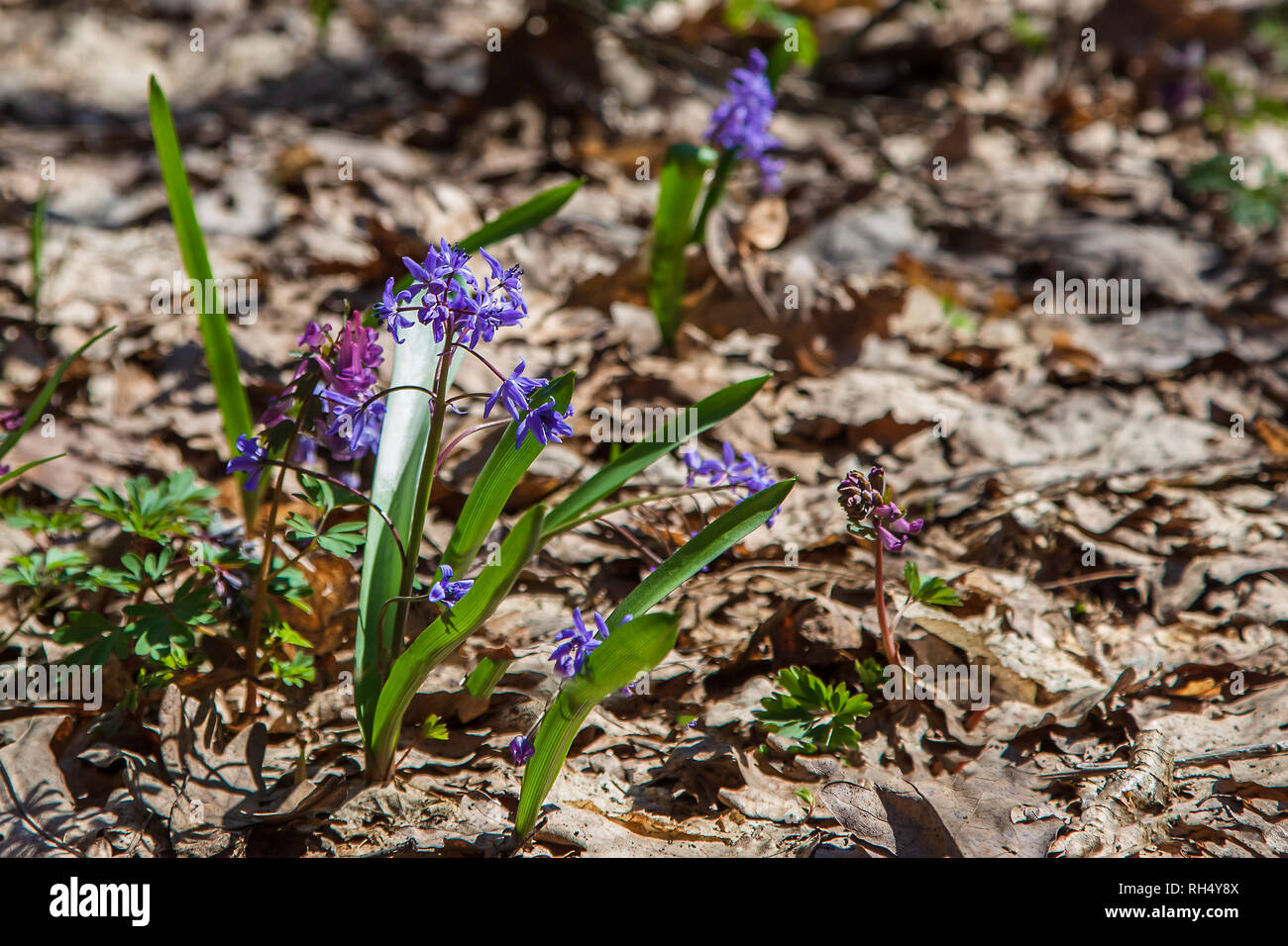 Spring forest. The first spring flowers in the forest. Clear sunny day ...