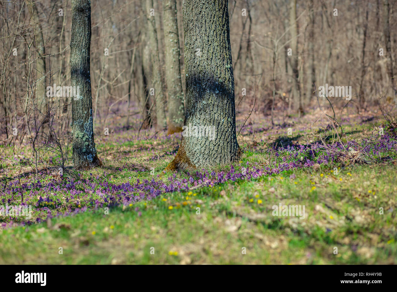 Spring forest. The first spring flowers in the forest. Clear sunny day ...