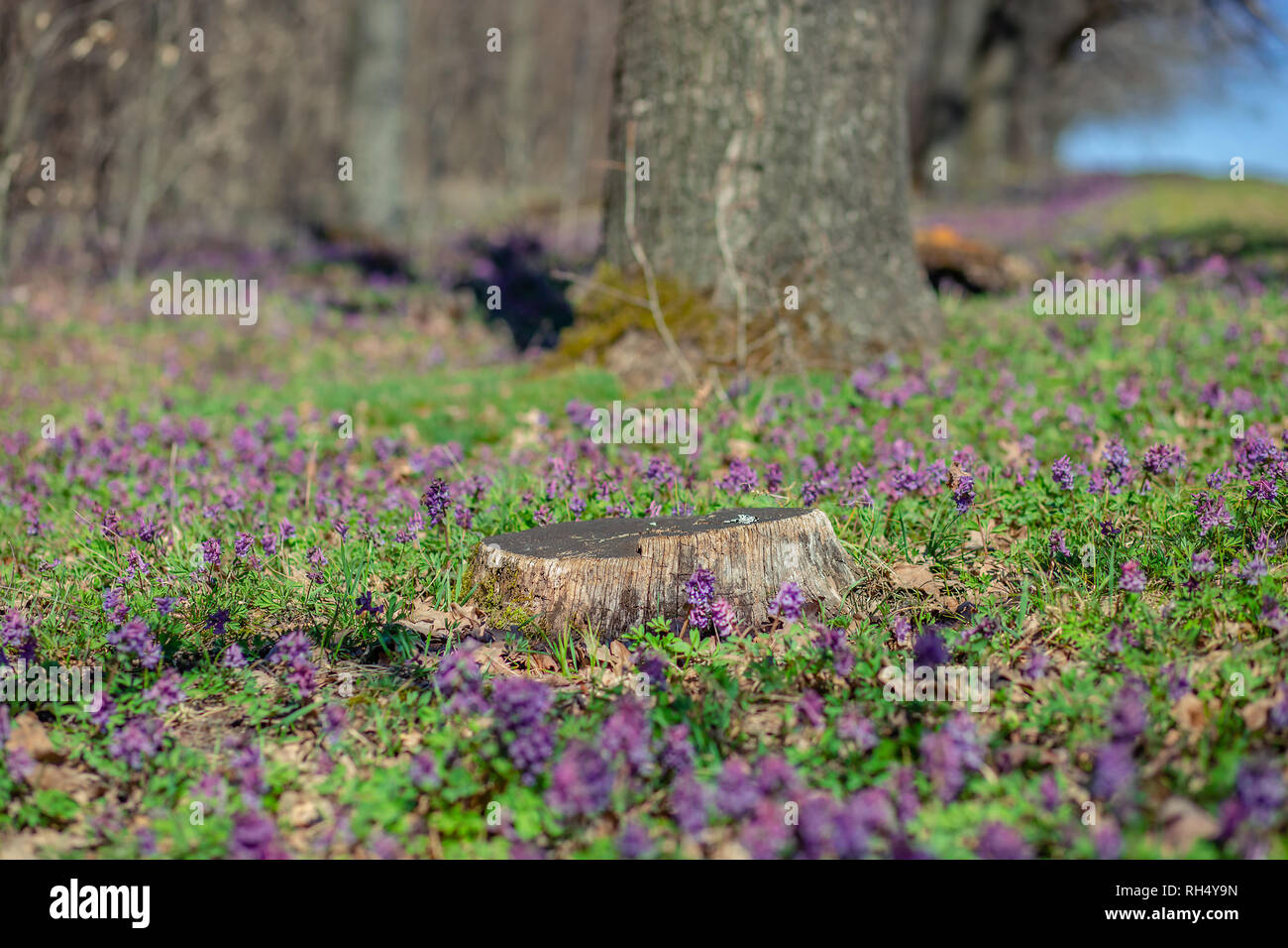 Spring forest. The first spring flowers in the forest. Clear sunny day ...