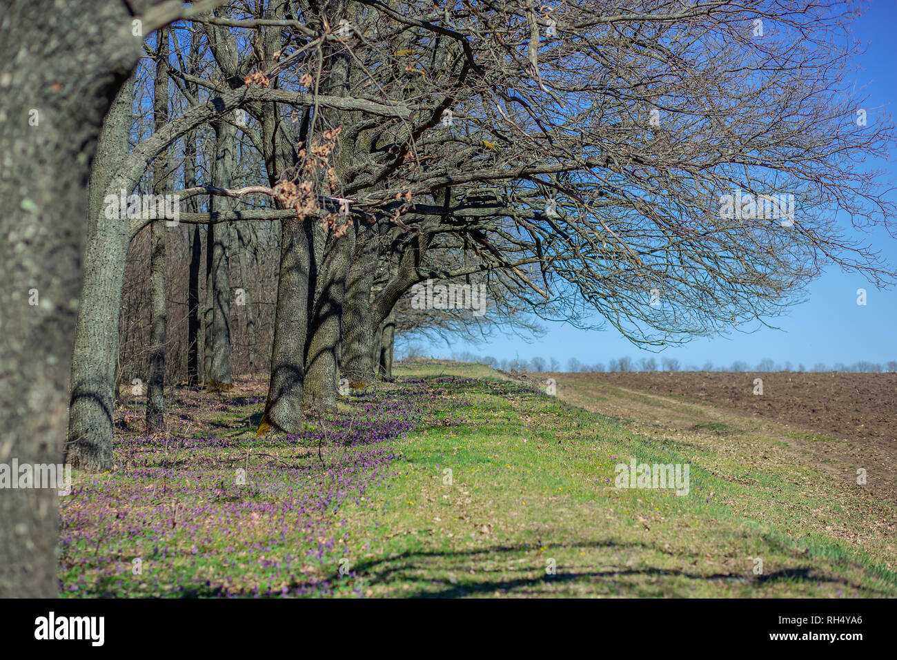 Spring forest. The first spring flowers in the forest. Clear sunny day ...