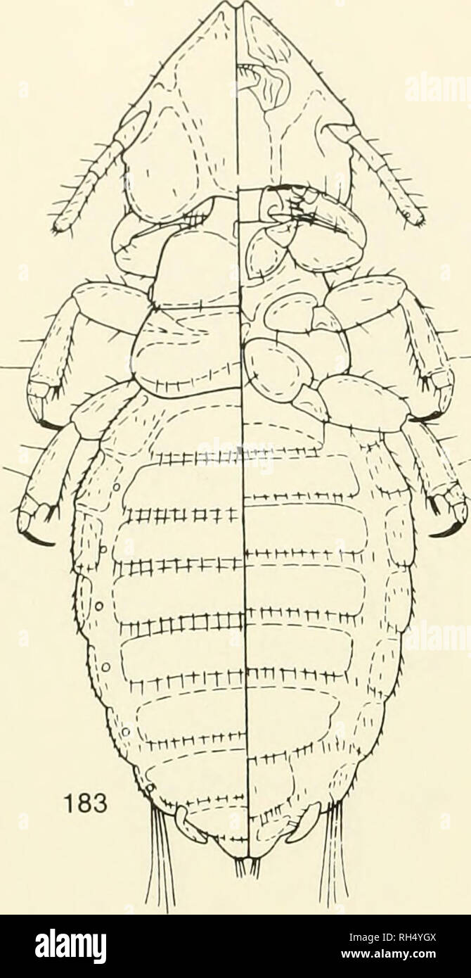 . Brigham Young University science bulletin. Biology -- Periodicals. 64 BiuciiAM Young UNivEnsiT- Science Bulletin Fig. 183-186. Eutrichophilus lobatus Ewing, from Coendou pruinosus. From Wemeck, 1945:183, dorsal-ventral view of female; 184, dorsal-ventral view of male; 185, ventral view of female ttTminalia; 186, male genitalia.. Please note that these images are extracted from scanned page images that may have been digitally enhanced for readability - coloration and appearance of these illustrations may not perfectly resemble the original work.. Brigham Young University. Provo, Utah : Brigh Stock Photo