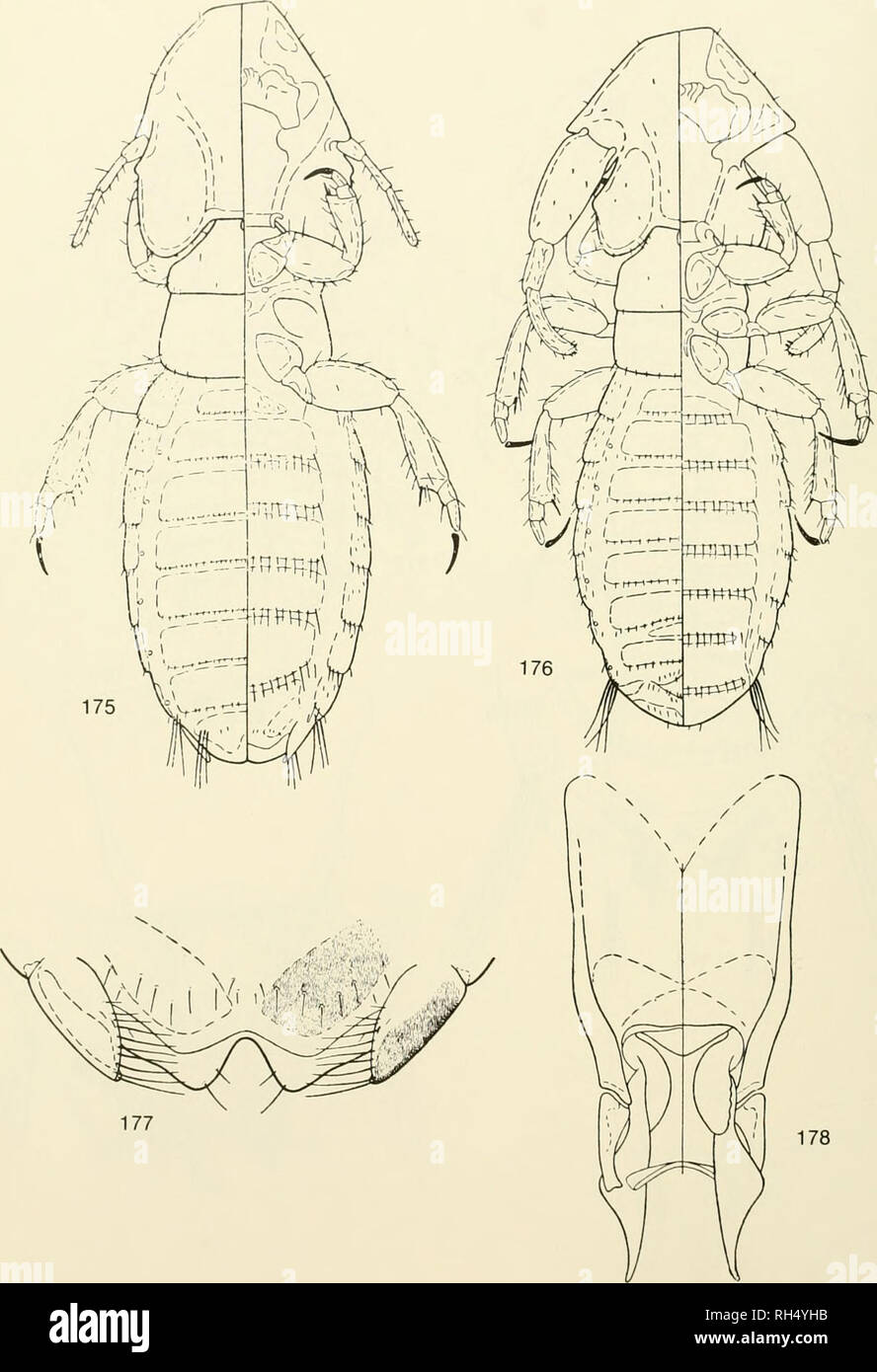 . Brigham Young University science bulletin. Biology -- Periodicals. Brtgham Young UNrvEnsixY Science Bulletin Fig. 175-178. Eutrichophilus guyannensis Werneck, from Coemlou melanurus. From VVemeck, 1950:175, dorsal- ventnil view of female; 176, doisal-ventral view of male; 177, ventral view of female terminalia; 178, male genitalia.. Please note that these images are extracted from scanned page images that may have been digitally enhanced for readability - coloration and appearance of these illustrations may not perfectly resemble the original work.. Brigham Young University. Provo, Utah : Br Stock Photo