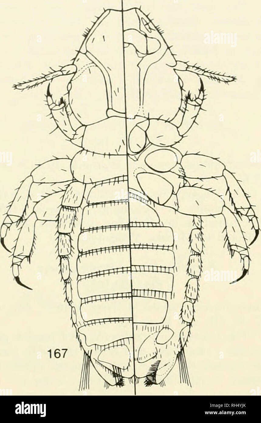 . Brigham Young University science bulletin. Biology -- Periodicals. 60 Bhiciiam Younc; University Science Bulletin Fig. 167-170. Eutrichophilus cercolabes Mjoberg, from Cocndou prehensilis. From Wemeck, 1936:167, dorsal- ventTiil view of female; 168, dorsal-ventral view of male; 169, ventral view of female terminalia; 170, male genitalia.. Please note that these images are extracted from scanned page images that may have been digitally enhanced for readability - coloration and appearance of these illustrations may not perfectly resemble the original work.. Brigham Young University. Provo, Uta Stock Photo