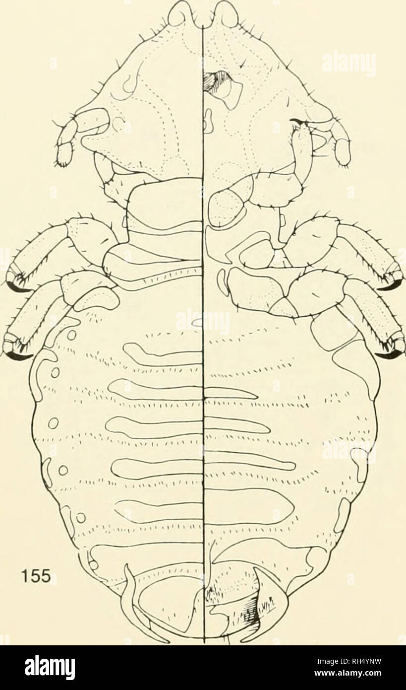 . Brigham Young University science bulletin. Biology -- Periodicals. 56 Brigh.m Young Univehsity Science Bulletin Fig. 155-158. Cehidicoh armatus (Neumann), kom Brachi/tcles arachnoides. From Werneck, 1936:155, dorsal- ventral view of female; 156, dorsal-ventral view of male; 157, ventral view of female terminalia; 158, male genitalia.. Please note that these images are extracted from scanned page images that may have been digitally enhanced for readability - coloration and appearance of these illustrations may not perfectly resemble the original work.. Brigham Young University. Provo, Utah : Stock Photo