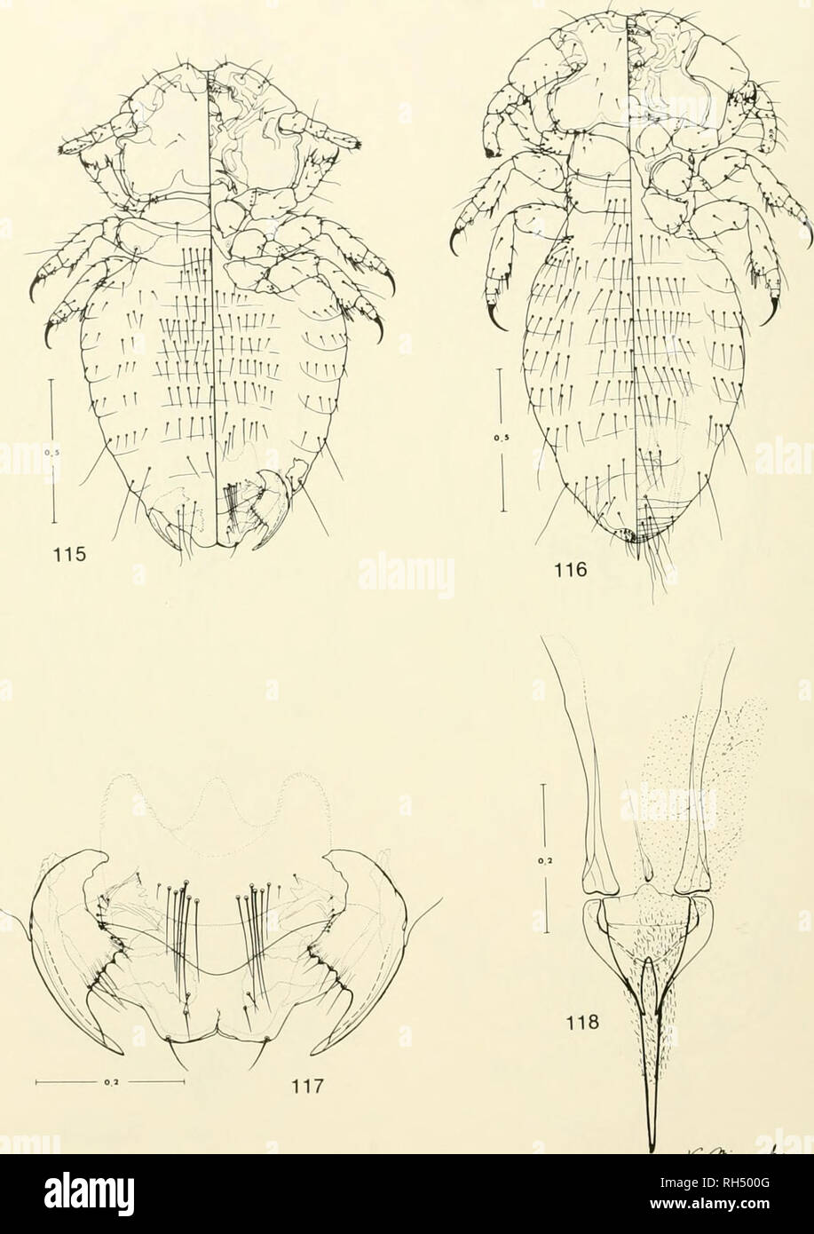 . Brigham Young University science bulletin. Biology -- Periodicals. 44 BmcirAM Young UNivERSiTTi' Science Bulletin Fig. 115-118. Neotrichodcctes semistriatus, new species, from Conepatus semistTiatws, Monagas: 115, dorsal-ventral view of female; 116, dorsal-ventral view of male; 117, fiitral view of female terminalia; 118, male genitalia.. /C (pKMMjiA^. Please note that these images are extracted from scanned page images that may have been digitally enhanced for readability - coloration and appearance of these illustrations may not perfectly resemble the original work.. Brigham Young Univers Stock Photo