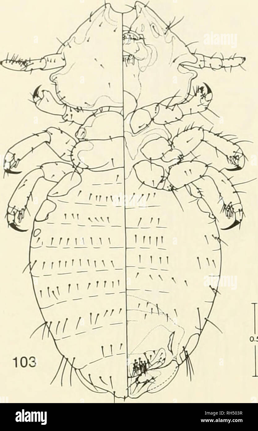 . Brigham Young University science bulletin. Biology -- Periodicals. 40 Hhi(.ham Young University Science Bulletin Fig. 103-106. Lymeon gastrodes (Cummings), from Cholocpus didactyhis, T.F. Aiiiazonas: 103, dorsal-ventral view of female; 104, dorsal-ventral view of male; 105, ventral view of female terminalia; 106, male genitalia.. Please note that these images are extracted from scanned page images that may have been digitally enhanced for readability - coloration and appearance of these illustrations may not perfectly resemble the original work.. Brigham Young University. Provo, Utah : Brigh Stock Photo