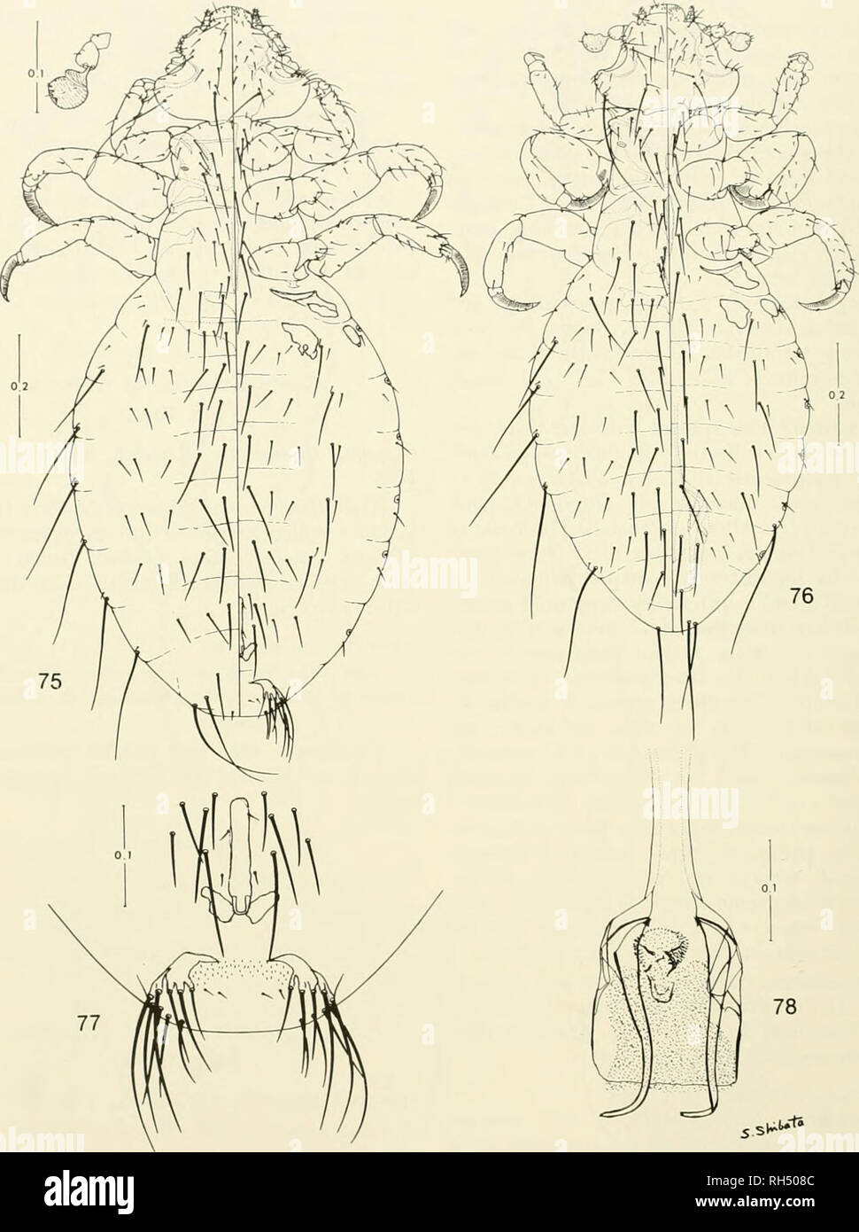 . Brigham Young University science bulletin. Biology -- Periodicals. 32 Bhigiiam Voung Univehsity Science Bulletin Fig. 75-78. Gyropus wernecki, new species, from Proechimijx semispinosus, Tnijillo: 75, clorsal-vemtral view of female; 76, dorsal-ventral view of male; 77, ventral view of femali; terminalia; 78, male genitalia.. Please note that these images are extracted from scanned page images that may have been digitally enhanced for readability - coloration and appearance of these illustrations may not perfectly resemble the original work.. Brigham Young University. Provo, Utah : Brigham Yo Stock Photo