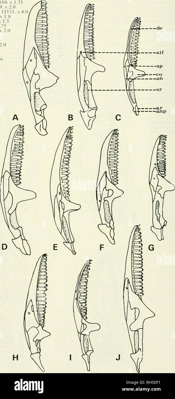 Brigham Young University Science Bulletin Biology Periodicals 30 A Amhiyiiivnchus Cristatus Byu 1 B Brachylophus Fasdatus Mcz X 2 0 C Chalarodou Majagascaiicusis Mcz D Conolophus Paltidiis Mcz