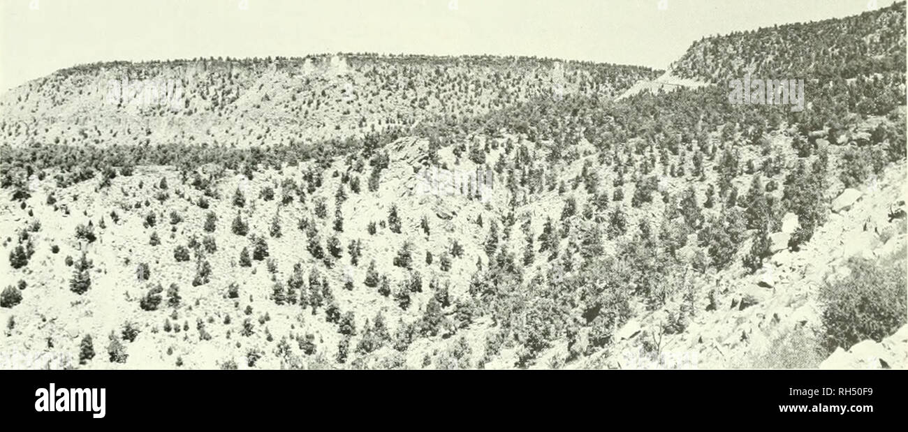 . Brigham Young University science bulletin. Biology -- Periodicals. Biological Sehies, Vol. 15, No. 4 Sceloi'ohus Occidentalis and Uta Stansburiana. ^^^^*L} Fig. 1. A iev of Rainier Mesa from the southwest showing the granitic cap rock exposed on the sonlhwesfem edge. Photo taken about 11:00 a.m. bv R. L. Colyer, AEC photographer. Johnson (1965) .studied the diet of S. occklen- tahs. Other studies of anatomy and physiology have made use of this species (Ells 1954, and Stebbins and Eakin. 1958). Sceloporus occidentalis occurs in many kinds of plant associations. The study areas of Fitch (194 Stock Photo