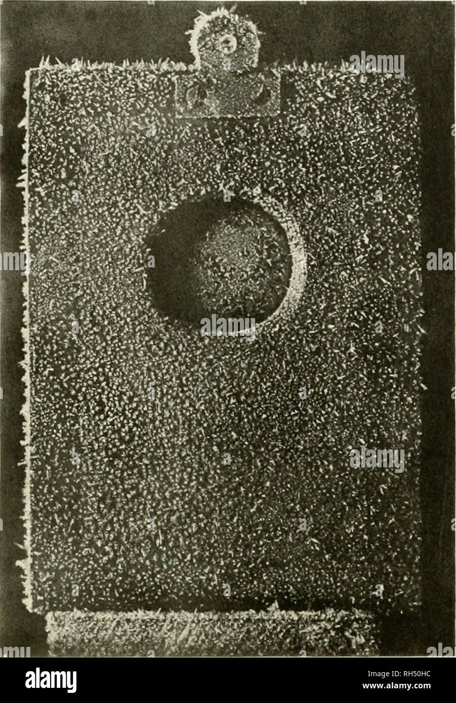 . British Antarctic expedition, 1907-9, under the command of E.H. Shackleton : reports on the scientific investigations ; geology. Scientific expeditions; Natural history; Geology; Paleontology; Petrology; Ice. PLATE VII. Fig. 1. FROST-SPICULES FORMED AT —30° F. OX THE FACE OF THE SPECTROSCOPIC CAMERA. Please note that these images are extracted from scanned page images that may have been digitally enhanced for readability - coloration and appearance of these illustrations may not perfectly resemble the original work.. Shackleton, Ernest Henry, Sir, 1874-1922. London : Published for the expedi Stock Photo
