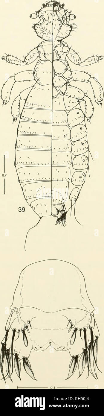 . Brigham Young University science bulletin. Biology -- Periodicals. BiticHA.M YouNC University Science Bulletin Fig. 39-42. Gliricola pintoi Wemeck, from Proechimys gwjannensii, Bern', Bolivia: 39, dorsal-ventral view of fe- male; 40, dorsal-ventral view of male; 41, ventral view of female terminalia; 42, male genitalia. 41. Please note that these images are extracted from scanned page images that may have been digitally enhanced for readability - coloration and appearance of these illustrations may not perfectly resemble the original work.. Brigham Young University. Provo, Utah : Brigham You Stock Photo