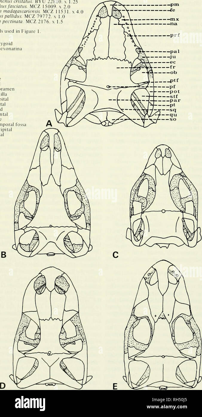 . Brigham Young University science bulletin. Biology -- Periodicals. 24 BRIGHAM YOUNG UNIVERSITY SCIENCE BULLETIN A. Ambtyrhyuchus cristatus- BYU 22810.  1 B. Brachyloplius fascialus. MCZ 15009.  2.0 C. ChalaroJon madagascariensis. MCZ 11531 D. Conolophus pallidus. MCZ 79772.  1.0 E. Ctenosaura pectinata. MCZ 2176. . 1.5 Key to symbols used in Figure 1. ec-ectopterygoid fe-fenestra exonarina fr-frontal ju-jugal m.-mailla na-nasal ob-orbit pal-palatine par-parietal pf-pineal foramen pm-premailla pot-postorbital prf-prefrontal pt-pterygoid ptf-poslfrontal qu-quadrate stf-supratemporal fos Stock Photo