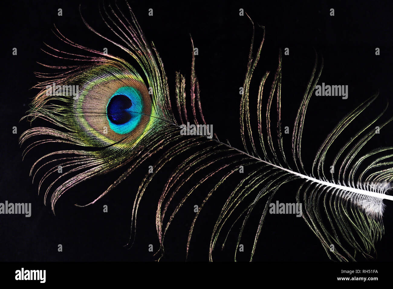 Beautiful peacock feather on the black background Stock Photo - Alamy