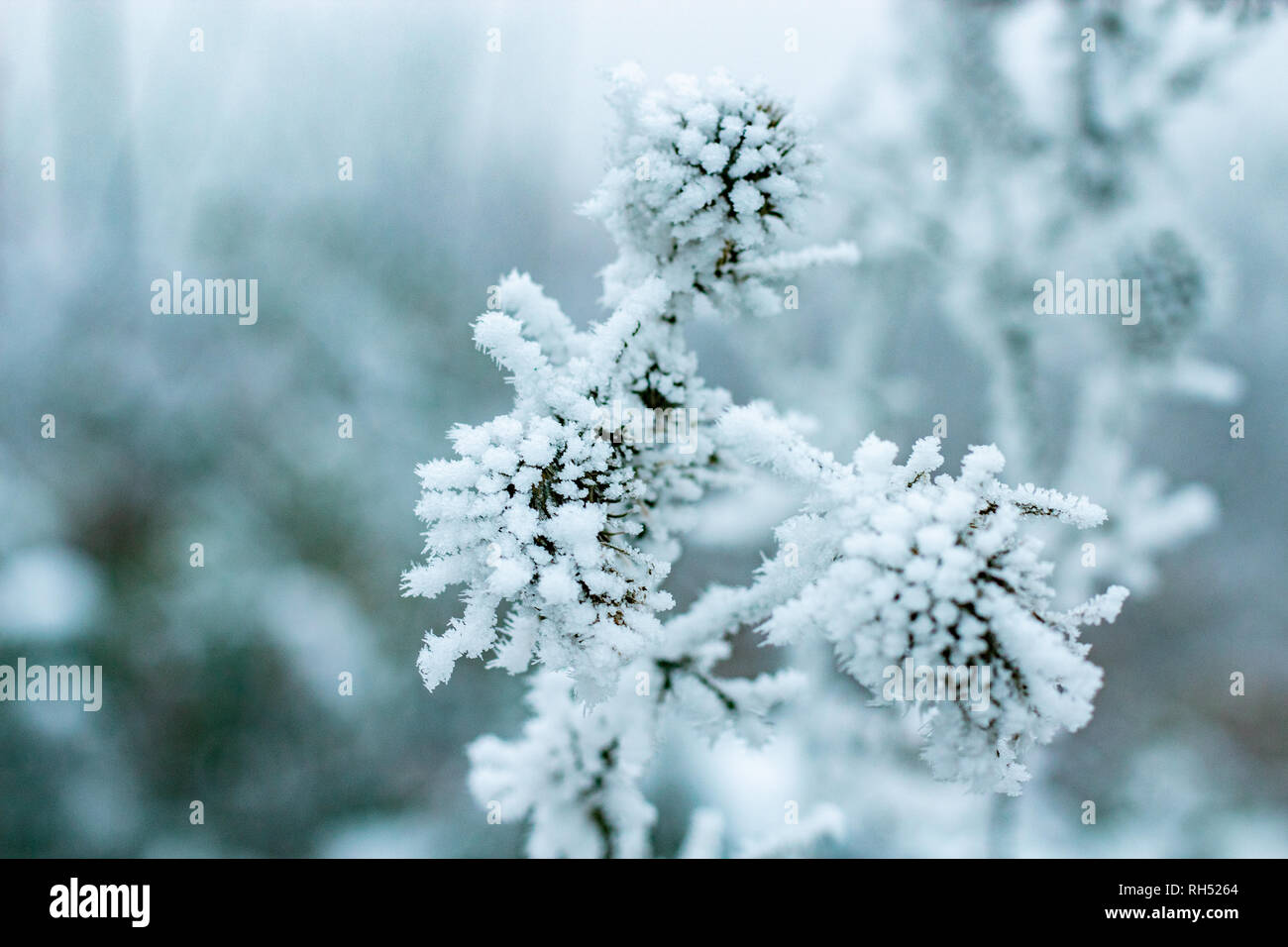 Bush with green leaves. Leaves cover with hoarfrost and ice. Stock Photo