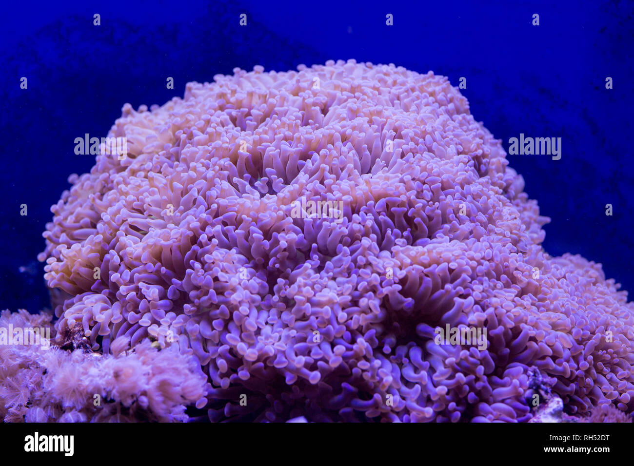 A giant euphillia coral in sea water aquarium Stock Photo