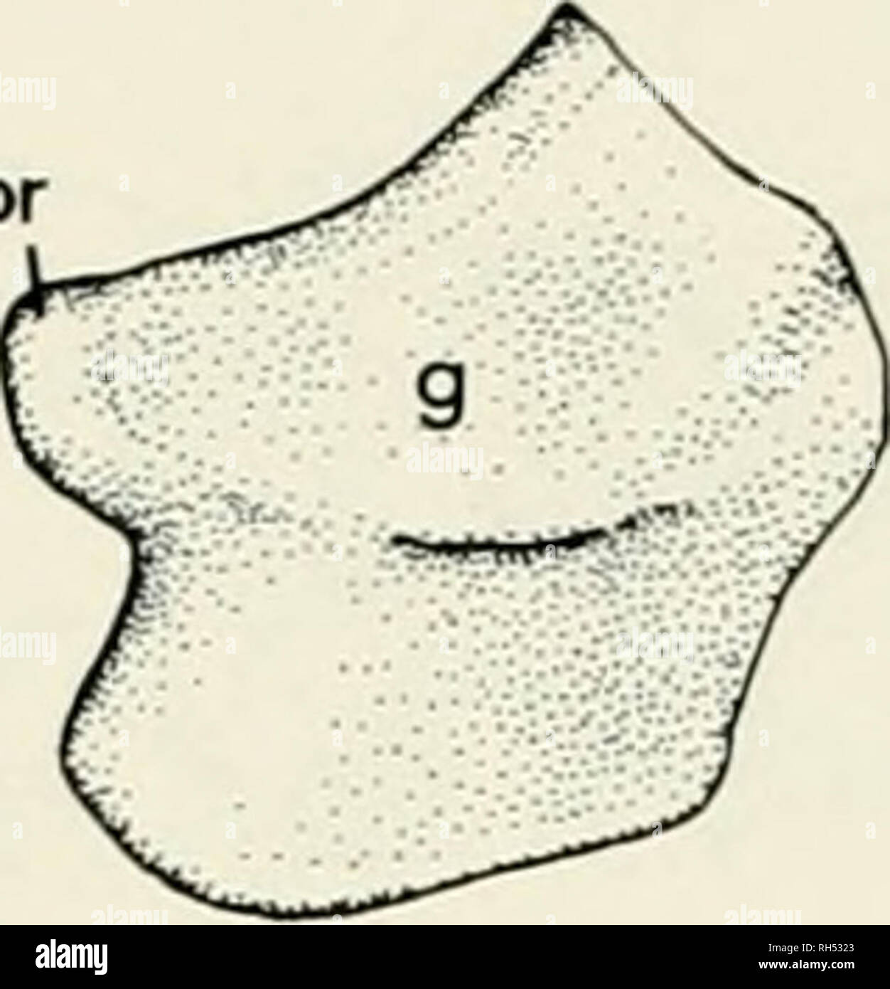 . Breviora. 16 BREVIORA No. 474. Figure 10. H. elcobriensis, MCZ 3150. Lateral vieu of right scapulocoracoid fragment. Scale equals 1 cm. Abbreviations: g, glenoid; trie cor, process for the coracoid head of the M. triceps. The first caudal vertebra is distorted and thus appears wider than the more posterior caudals. The neural spines of the caudal verte- brae are smaller than those of the sacral or presacral vertebrae and appear almost triangular in lateral aspect. All of the five articulated caudals display excavated neural arches. Appendicular Skeleton: Fragmentary right and left scapulocor Stock Photo