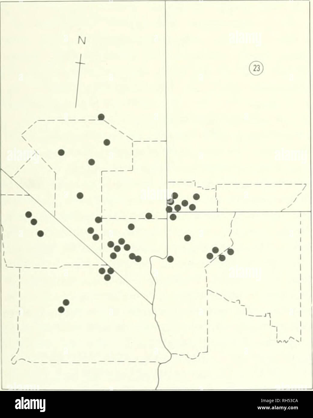 . Brigham Young University science bulletin. Biology -- Periodicals. Map. No. 22. Southern Nevada. Range of C insolila (Macbr.) Payson.. Map No. 23. Soulliern Nevada and parts of adjoining state Range of C virgineiisis (M. I',. Jones) Payson. Oreocarva hoffmannii (.lohnst.) .Abranis. Abrams. III. II. Pae.St. 3:600. 1951. Plants bientiial. 1.7-3.4 dm tall; stems l-several, 0.2-1.6 dm long, conspicuously hirsute; leaves spatu- late. crowded at the base, reduced upward. 2-5 cm long. 0.5-1.2 cm wide, spreading setose-hirsute, pustu- late on both leaf surfaces, but more conspicuous dorsally; inflor Stock Photo