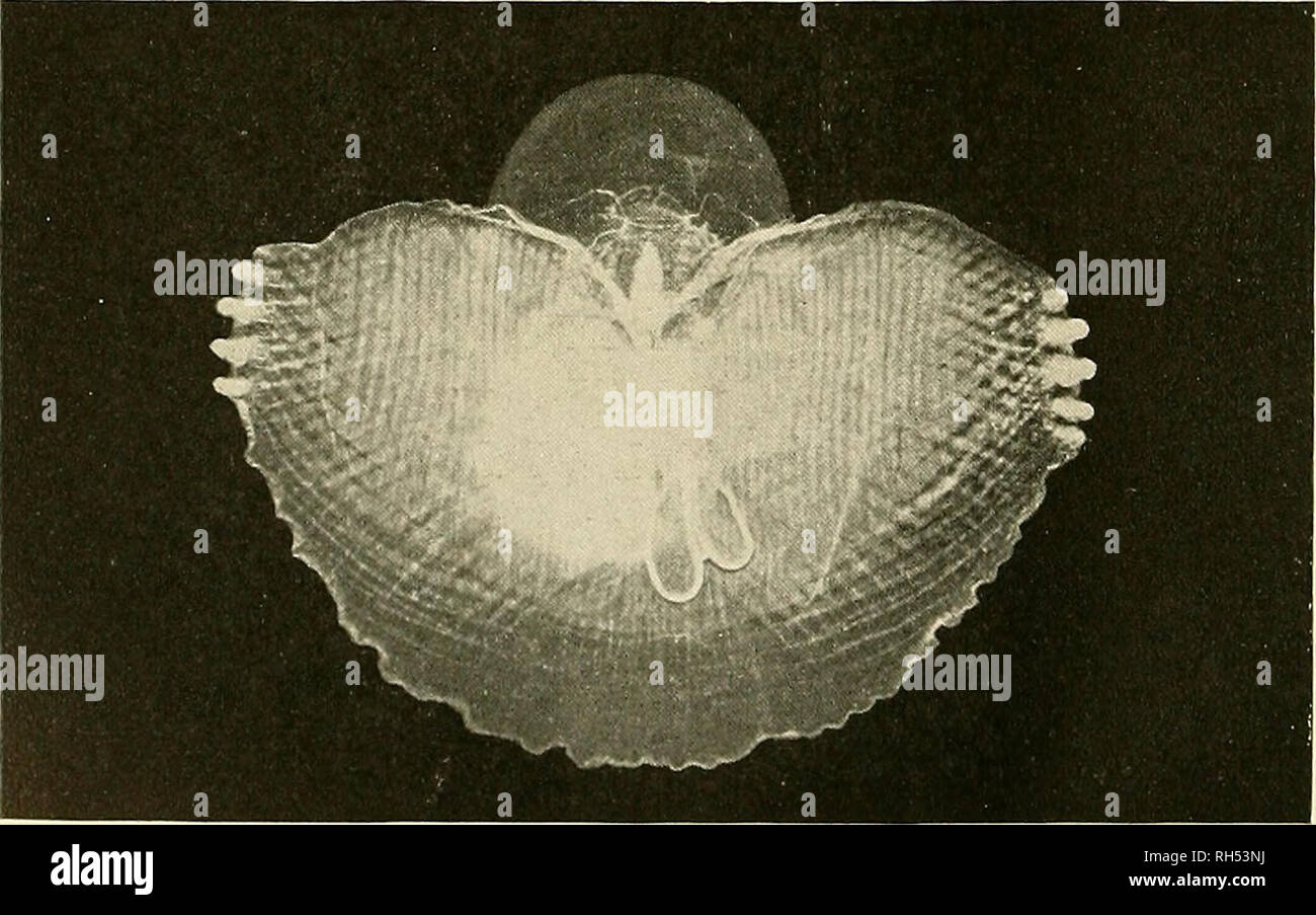 . Brehms Tierleben. Allgemeine kunde des Tierreichs. Zoology; Animal behavior. 8^ und 9. Kcrbcnmaul, Tethys fimbriata L., fchtoimmend. Verki. S. 497. — Dr. Th. Krumbach-Rovigno phot.. 10. Gleba cordata Forsk., oon oben geiehcn. Annähernd nat. Gr. S. 503. Nach dem „46. Bericht der Senckenbergischen Naturforsch. Ges. in Frankfurt a. M.&quot;, 1916.. Please note that these images are extracted from scanned page images that may have been digitally enhanced for readability - coloration and appearance of these illustrations may not perfectly resemble the original work.. Brehm, Alfred Edmund, 1829-18 Stock Photo