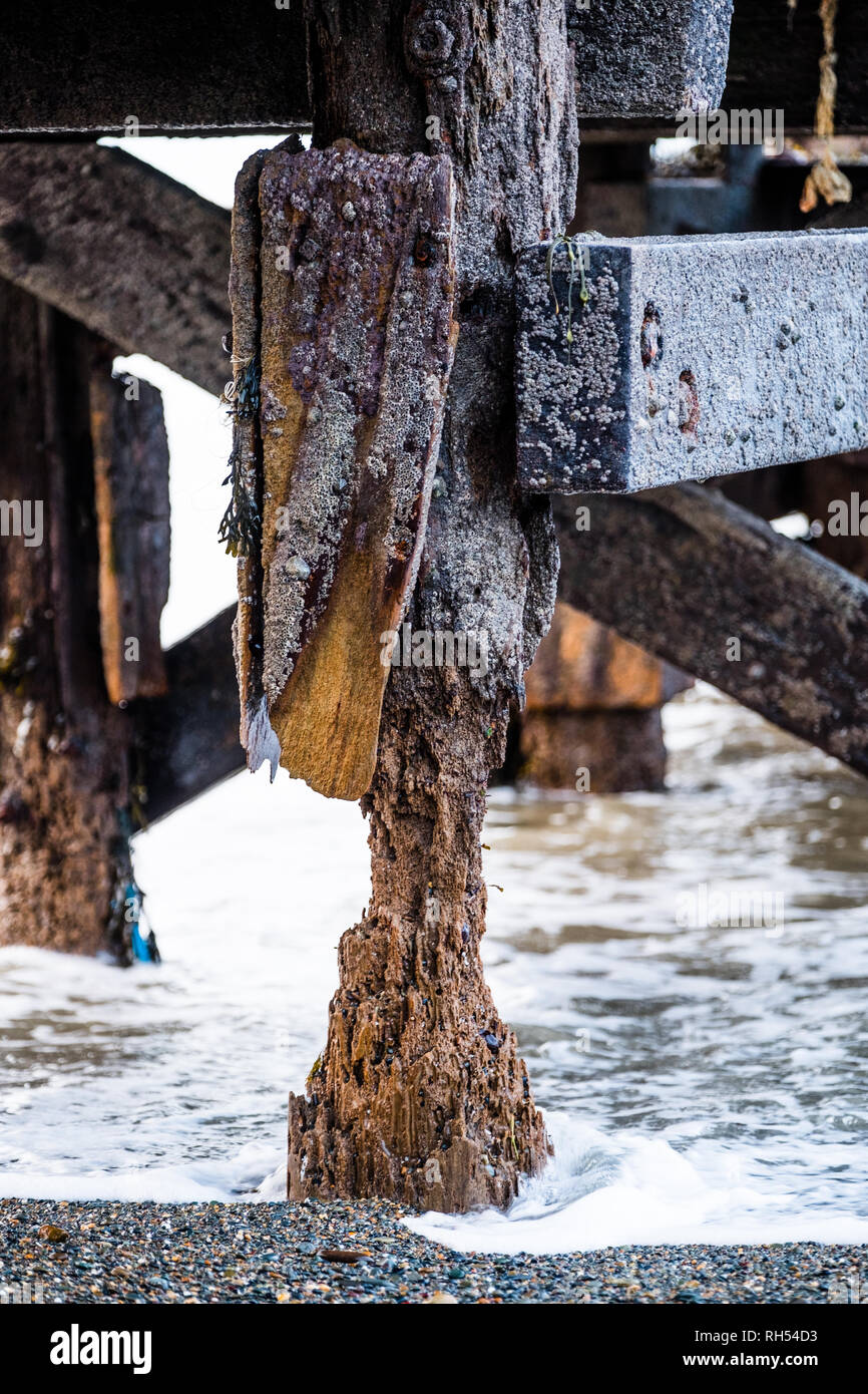 Termites of the Sea: The severley degraded and Teredo worm-attacked pillars at the wooden jetty on Aberystwyth north beach December 2018 Stock Photo