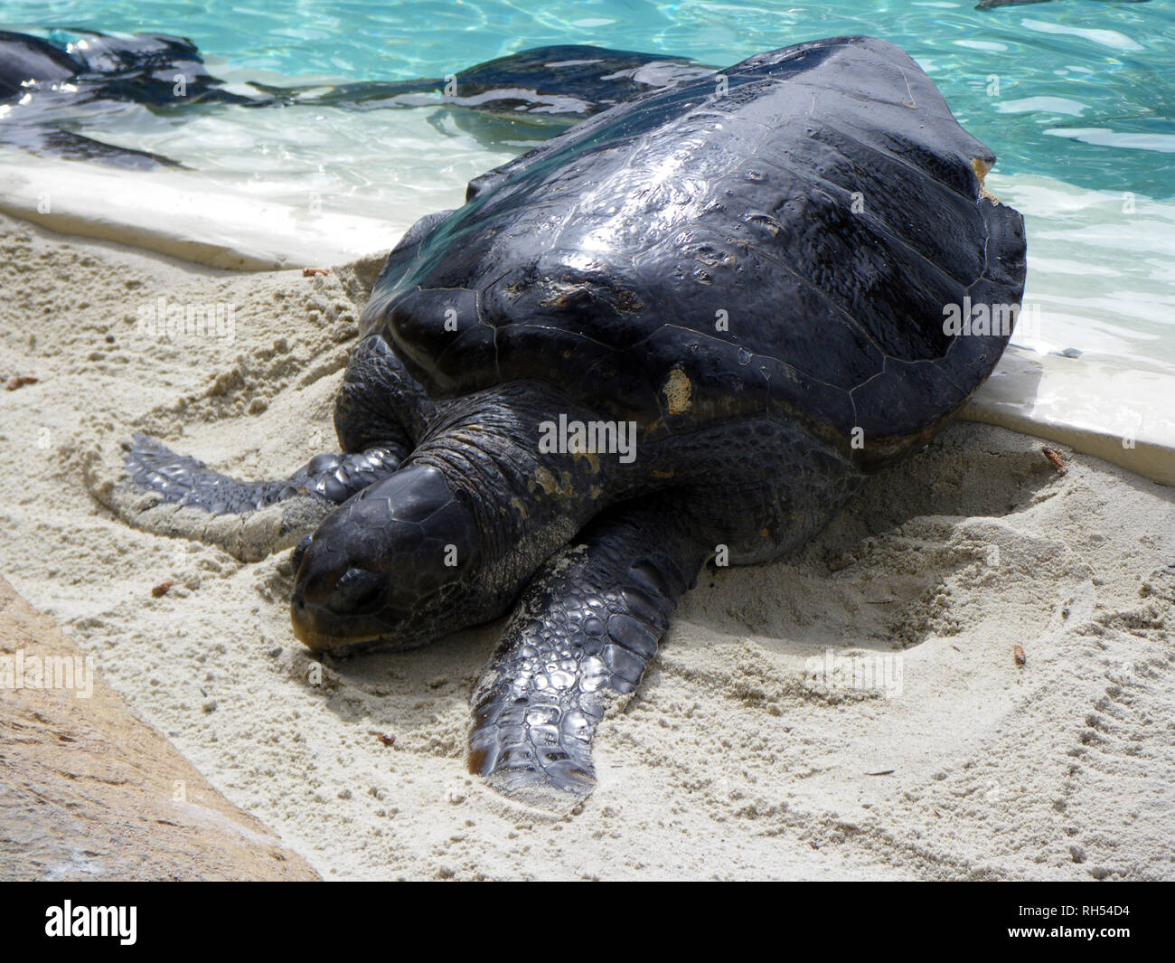Sea turtles at San Diego aquarium Stock Photo Alamy
