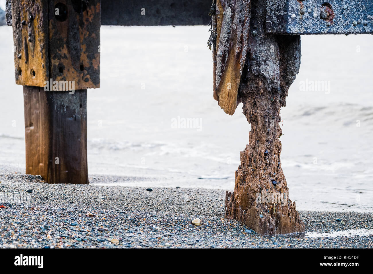 Termites of the Sea: The severley degraded and Teredo worm-attacked pillars at the wooden jetty on Aberystwyth north beach December 2018 Stock Photo