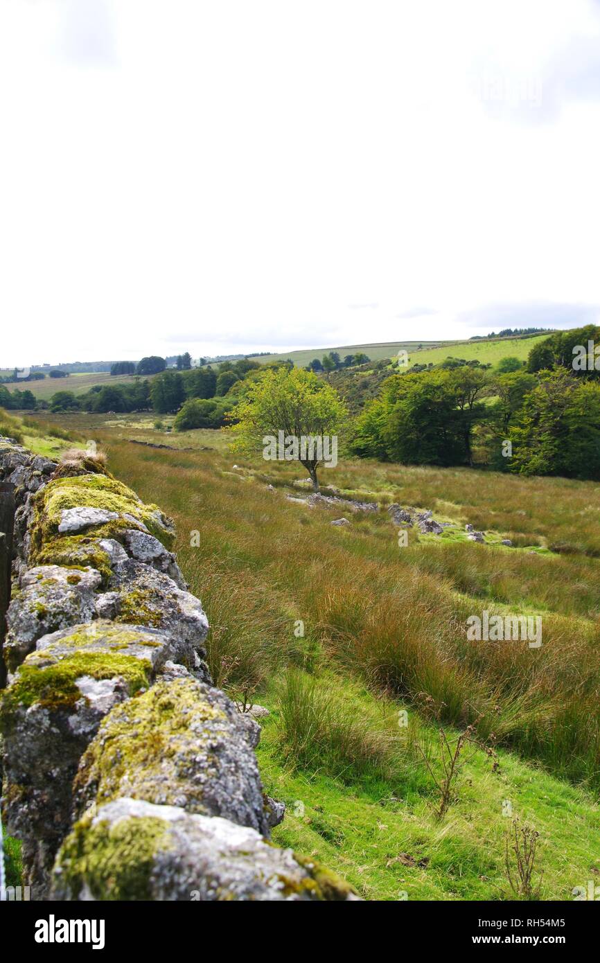 Mossy Drystone Wall next to a Sedge Floodplain by the West River Dart Stream. Dartmoor National Park, Devon, UK. Stock Photo