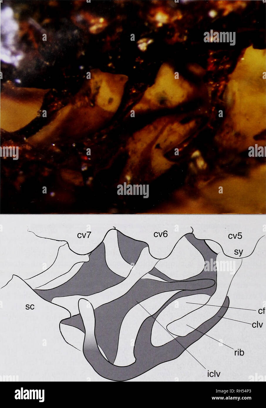 . Breviora. Zoology; Paleontology. BREVIORA No. 529. Figure 6. Sphaerodactylus ciguapa sp. nov. in dorsolateral view showing portions of the pectoral girdle. Scale bar = 2 mm. the piece and in some spots it is exposed as a result of the polishing process. The amber has a partial fracture plane at the posterior end of the specimen, but the two portions remain together. The amber matrix embed- ding the specimen is semitransparent yellow and the bone color is dark brown, providing a contrast that facilitates observation oi&quot; the whole specimen (Fig. 2). The specimen is mainly skeletonized (Fi Stock Photo