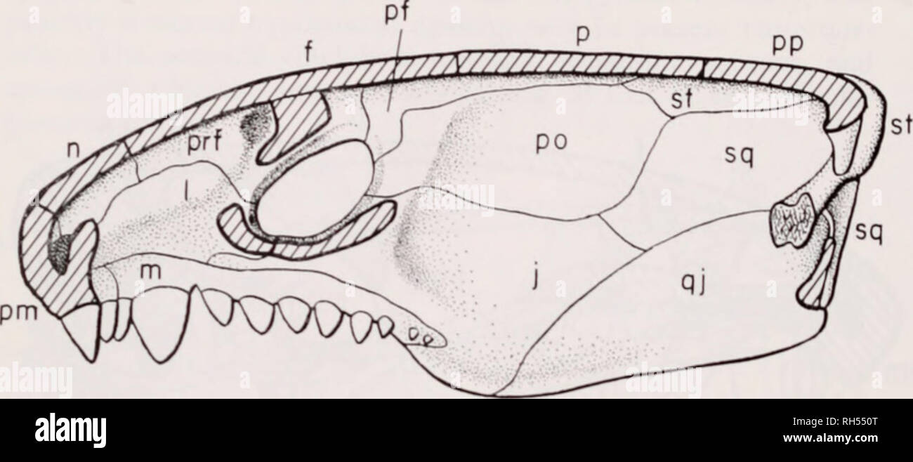 . Breviora. 18 BRIVIORA No. 314. Fig. 12. As Fig. 11. hut palatal elements removed, showing the inner surface of (tic dermal roofing elements of the right side. PosteroventnilU is seen the area of contact of the quadratojugal with the quadrate. Braincase ( Figs. 4-6. 9. 10). The nasal capsule was unossilied. As noted earlier, the external uarial cavity is bounded posteriorly and mediall) bv the septomaxilla. Behind this bone, the anterior part ol the choanal opening: was oeeupied by the large anterior lower teeth; it is hence obvious thai the air passage ascended dor- sally from the external n Stock Photo