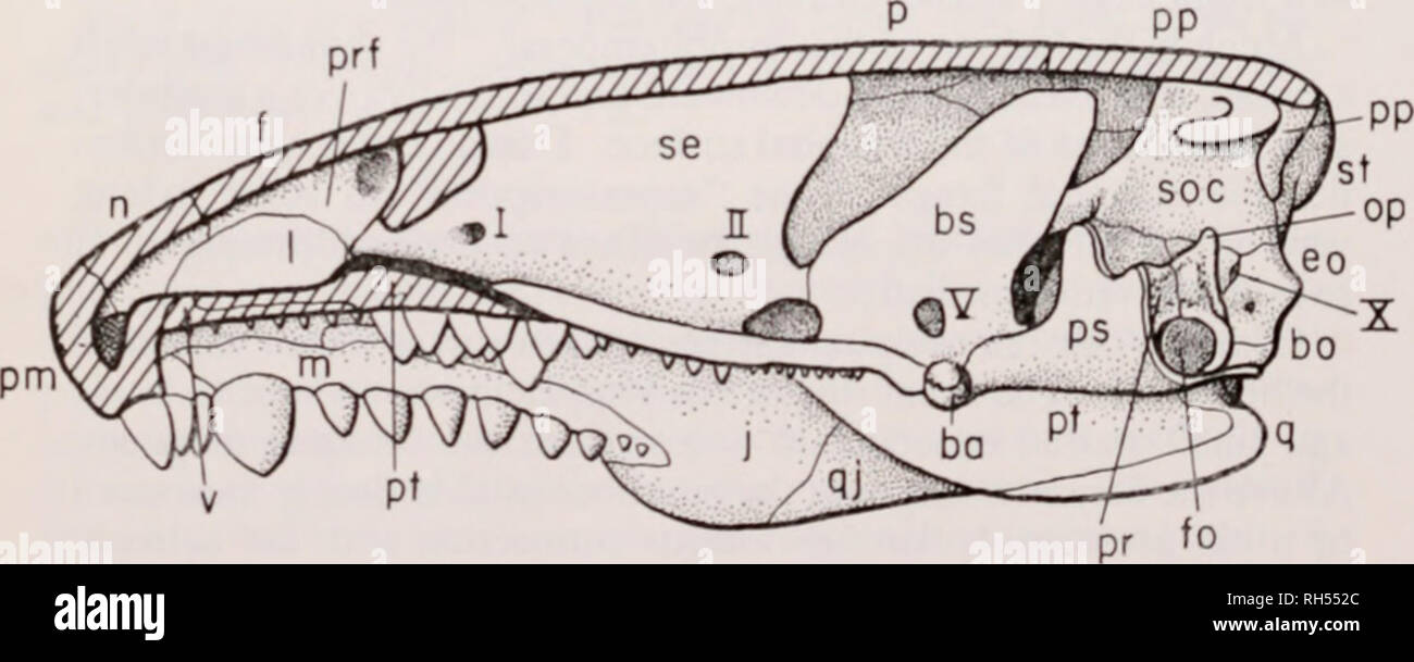 . Breviora. Fig. S. As Fig. 7. hut dermal bone of left sale removed (except for pre- m.ixill.ii. to show the palatal structures in lateral view. Sutures with bones removed indicated b) hatched areas. t anterior end of sphenethmoid is seen the lateral process of that bone, which is tight!) fused to prefrontal; below are shown the surfaces of palatine and pterygoid, which join the lacrimal and jugal. Posteriori) is seen the area of contact between quad- ratojugal and quadrate.. I ig. 9. As Fig. 8. but palatal structures of left side and left premaxilla removed to show lateral view of braincase. Stock Photo