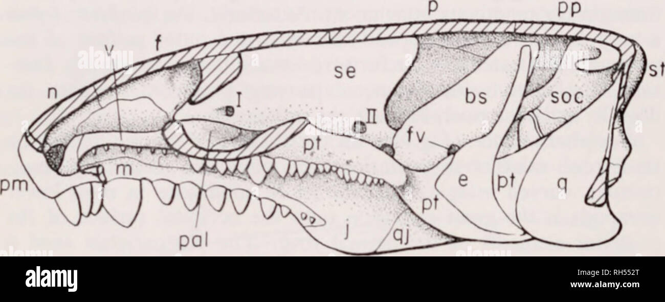 . Breviora. 16 BR1ZVIORA No. 314 &quot;jugular&quot; vein). A hypoglossal foramen is present ventrally. and possibly a second hypoglossal opening may be present more dor- sally. The occipital condyle is a broad, somewhat concave, and essentially tripartite structure comparable to that of such rhachi- tomes as Eryops.. Fig. S. As Fig. 7. hut dermal bone of left sale removed (except for pre- m.ixill.ii. to show the palatal structures in lateral view. Sutures with bones removed indicated b) hatched areas. t anterior end of sphenethmoid is seen the lateral process of that bone, which is tight!) f Stock Photo