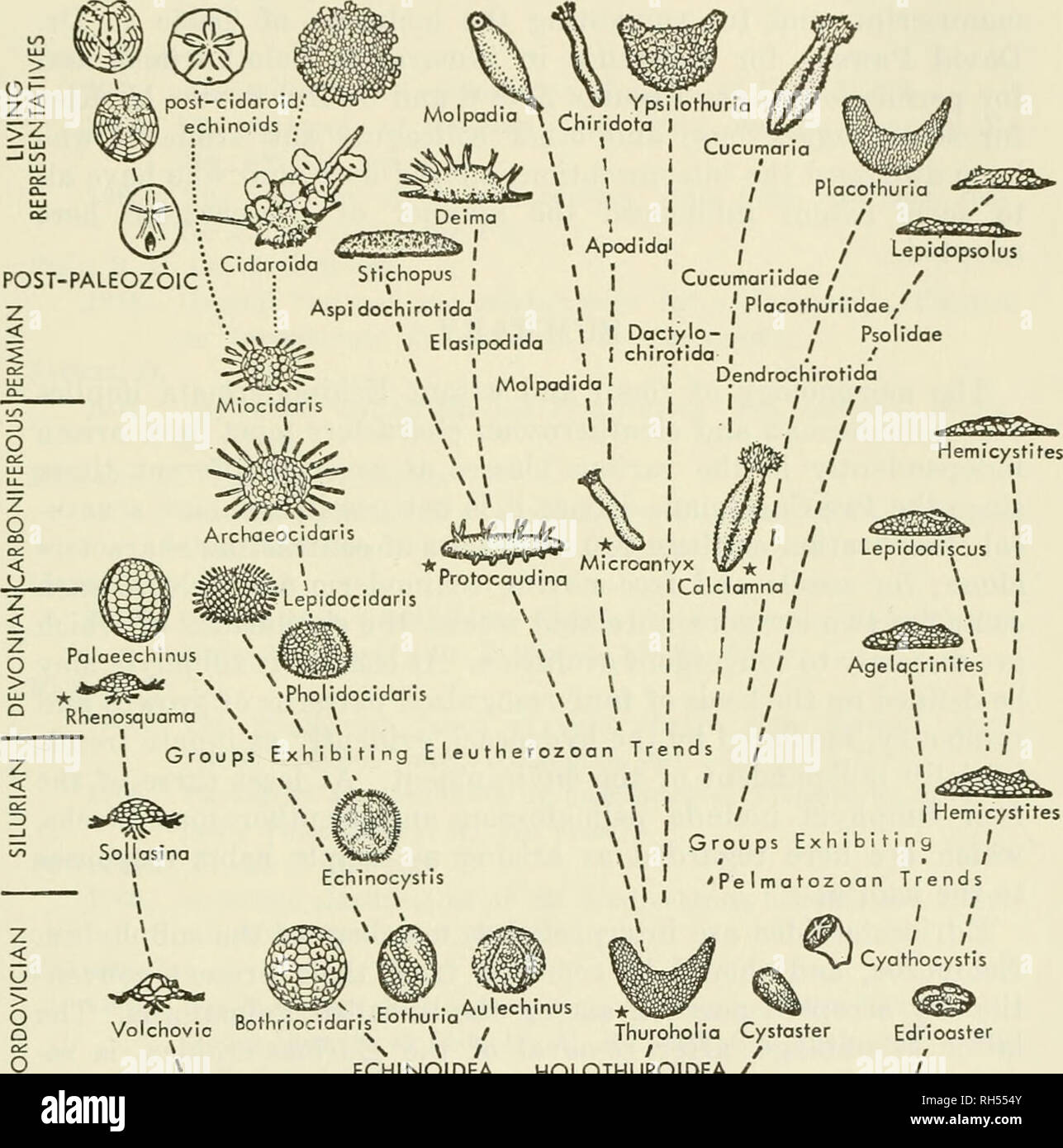 . Breviora. 1965 EARLY EVOLUTION OF THE ECHINOZOA 15 We Were Working ...