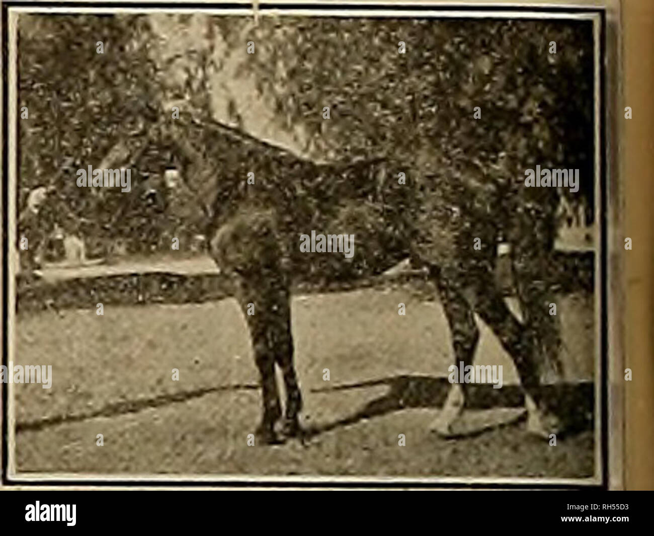 . Breeder and sportsman. Horses. THE BREEDER AND SPORTSMAN [Saturday