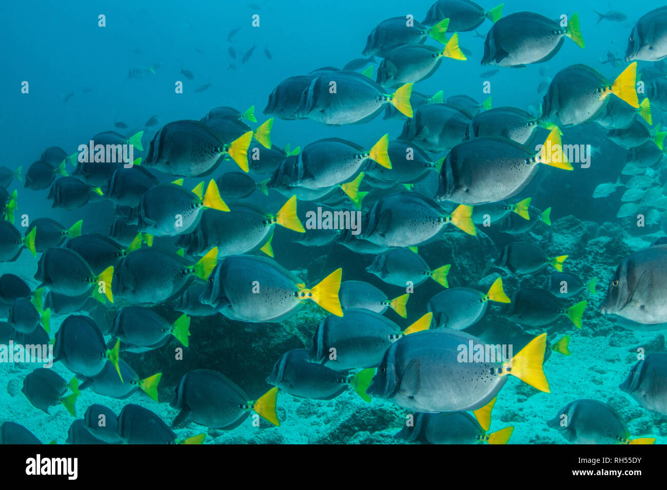 A shoal of yellowtail surgeon fish Stock Photo