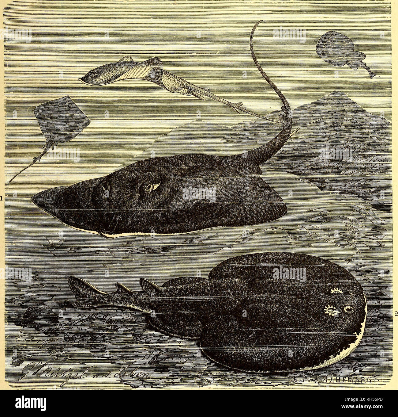 Page 11 I Kg 1 High Resolution Stock Photography And Images Alamy Page 11 I Kg 1 High Resolution Stock Photography And Images Alamy