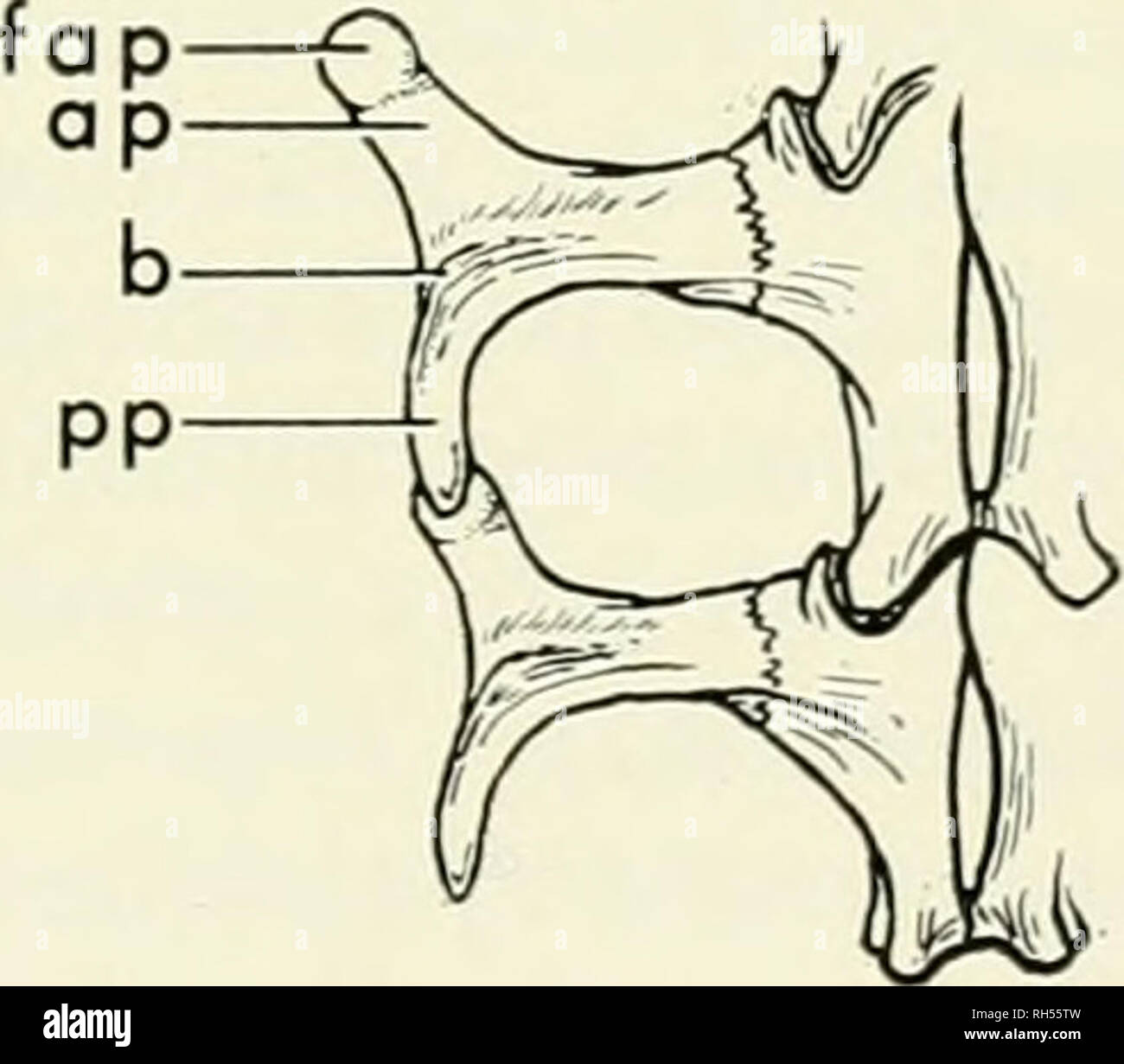 . Breviora. . Figure 4. Specialized posterior dorsal (