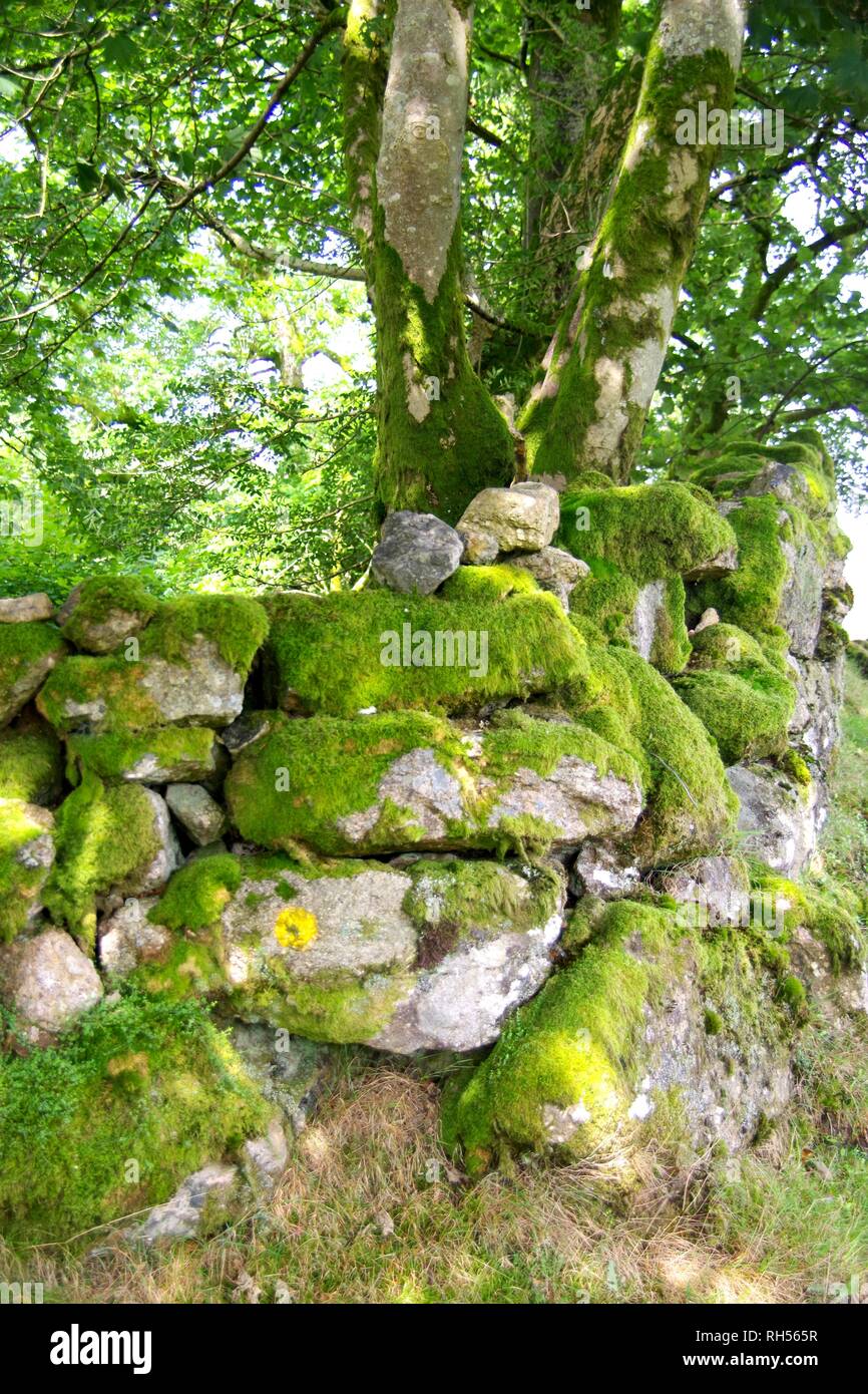 Mossy Drystone Wall and tree Trunk. Natural Background. Dartmoor National Park, Devon, UK. Stock Photo