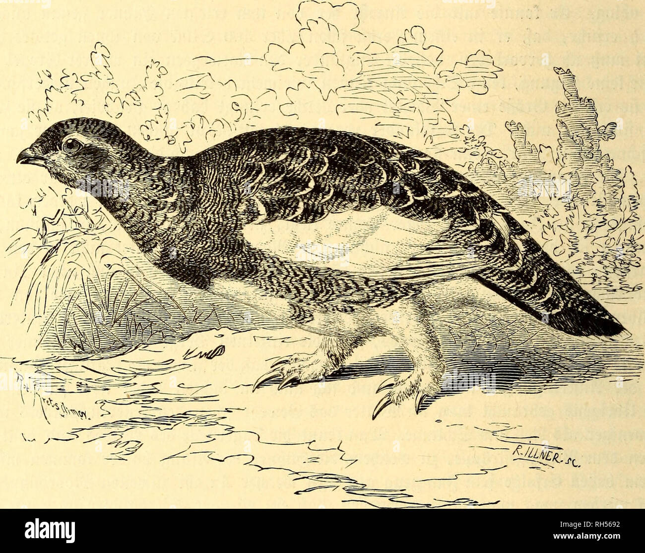 Tarmigan hi-res stock photography and images - Alamy