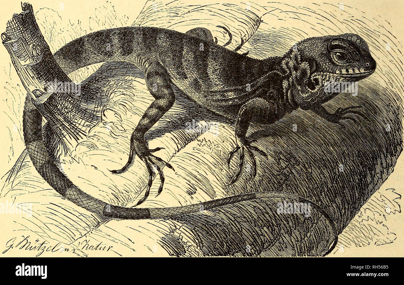 Lophyrus High Resolution Stock Photography And Images Alamy