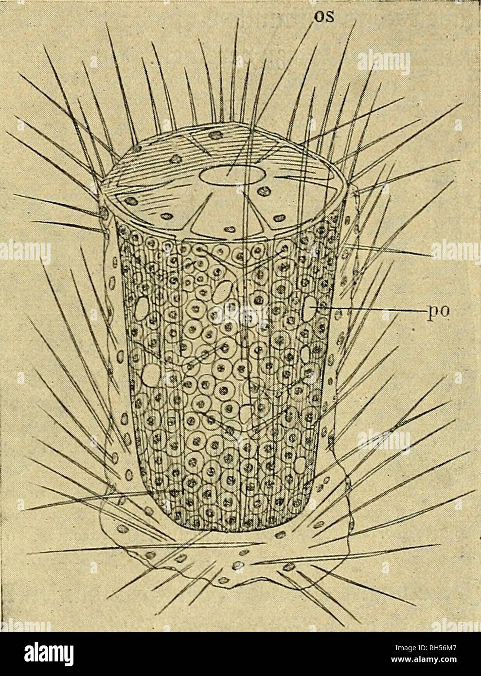 . Brehms Tierleben. Allgemeine kunde des Tierreichs. Zoology; Animal behavior. Sd^roamm int üläcon = Stabium, fctjeinatifct;. 3kc§ §eis ber 0,S&quot;Itwr ber ©egenroart&quot;, Srttter Seit, 2. SBanb, II. 3I6t., Seipäig unb Serltn 1913). os Däculutn, po Sporen.. Please note that these images are extracted from scanned page images that may have been digitally enhanced for readability - coloration and appearance of these illustrations may not perfectly resemble the original work.. Brehm, Alfred Edmund, 1829-1884; Zur Strassen, Otto L. , 1869-; Heck, Ludwig, 1860-; Hempelmann, Friedrich, 1878-; He Stock Photo