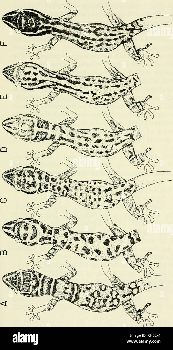 Breviora 19g0 Spiiaerodactylus Pictus Quot C S A I O S5j Co R A Id H Cs A K A Cs Cj Q A C Oc Co