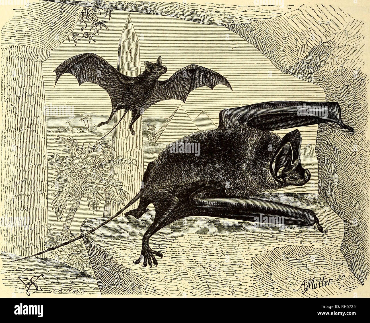 Lange Fe Stock Photos Lange Fe Stock Images Alamy - 