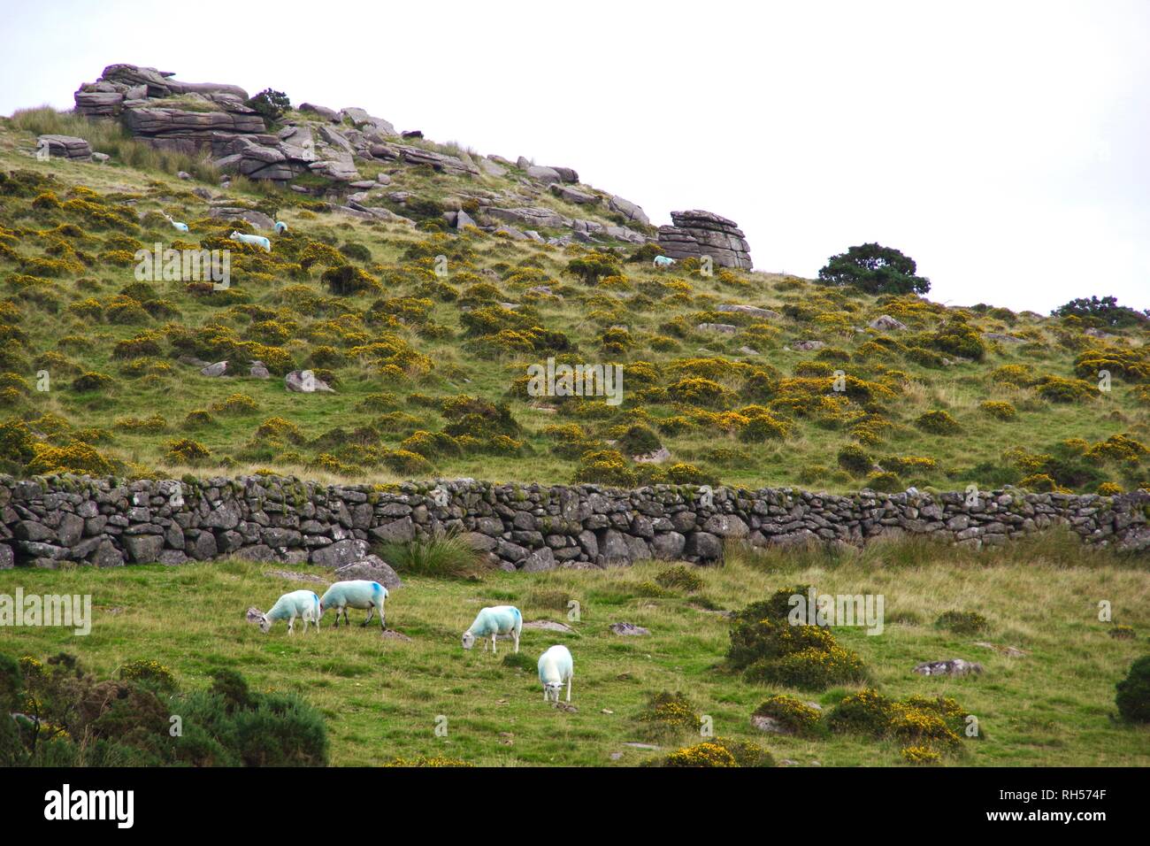 Sheep, on a Dartmoor Farm near Wistmans Wood. Princetown, Devon, UK. Stock Photo