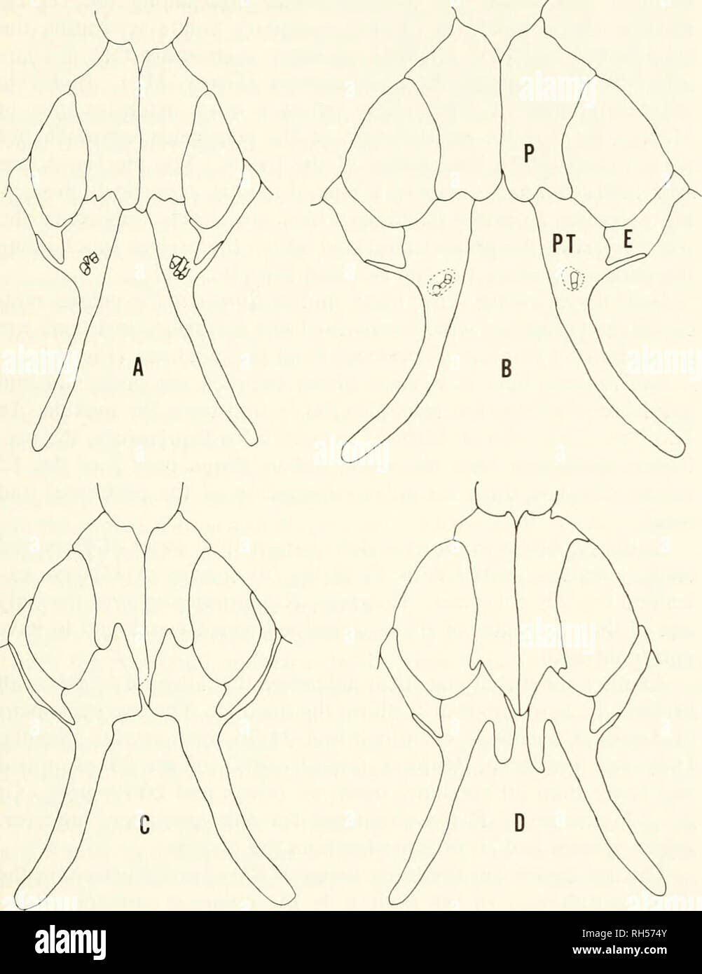 . Breviora. 1967 GENERIC RELATIONSHIPS OF EUMECIA. Figure 1. Ventral view of the secondary palate of: A) Eumecia anchie- tae (MCZ 41562), Kaimosi, Kakamega, Kenya: B) Mahuya polytropis (MCZ 8103), Krilii Cameroon; C) Riopa punctata (MCZ 3238). 70 miles SW of Amballa, India: D) Leptosiaphos hlochmanni (untagged MCZ specimen). Upper Mulinga, Idjwi, Id., Congo. Abbreviations: E, ectopterygoid; P, palatine; PT, pterygoid. A and B drawn to one scale and C and D drawn to another scale.. Please note that these images are extracted from scanned page images that may have been digitally enhanced for rea Stock Photo