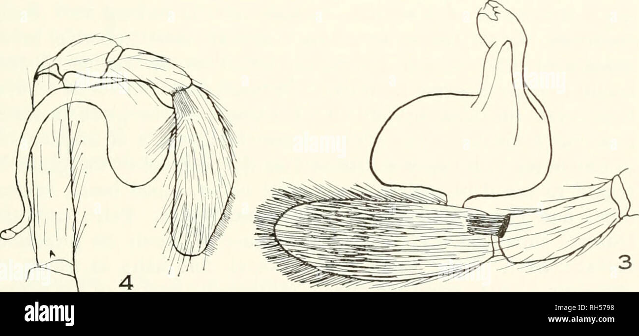 . Breviora. 1967 NOPS IN PANAMA AND THE WEST INDIES A female Nops and several immature specimens collected on St. Thomas in February, 1964, and in July, 1966, are not yet definitely assigned to species. Nops coccineus Simon Figure 3 Nops coccineus Simon, 1891, fig. 18, pi. 42. Male and female syntypes from St. Vincent, B. W. I., are in the British Museum (Natural History). Simon, 1893: 324; Petrunkevitch, 1911: 133; Lutz, 1915: 82; Berland, 1932: 339; Roewer, 1942: 316; Bonnet, 1958: 3114. While working in the British Museum in the summer of 1958, I had an opportunity to examine both sexes of  Stock Photo