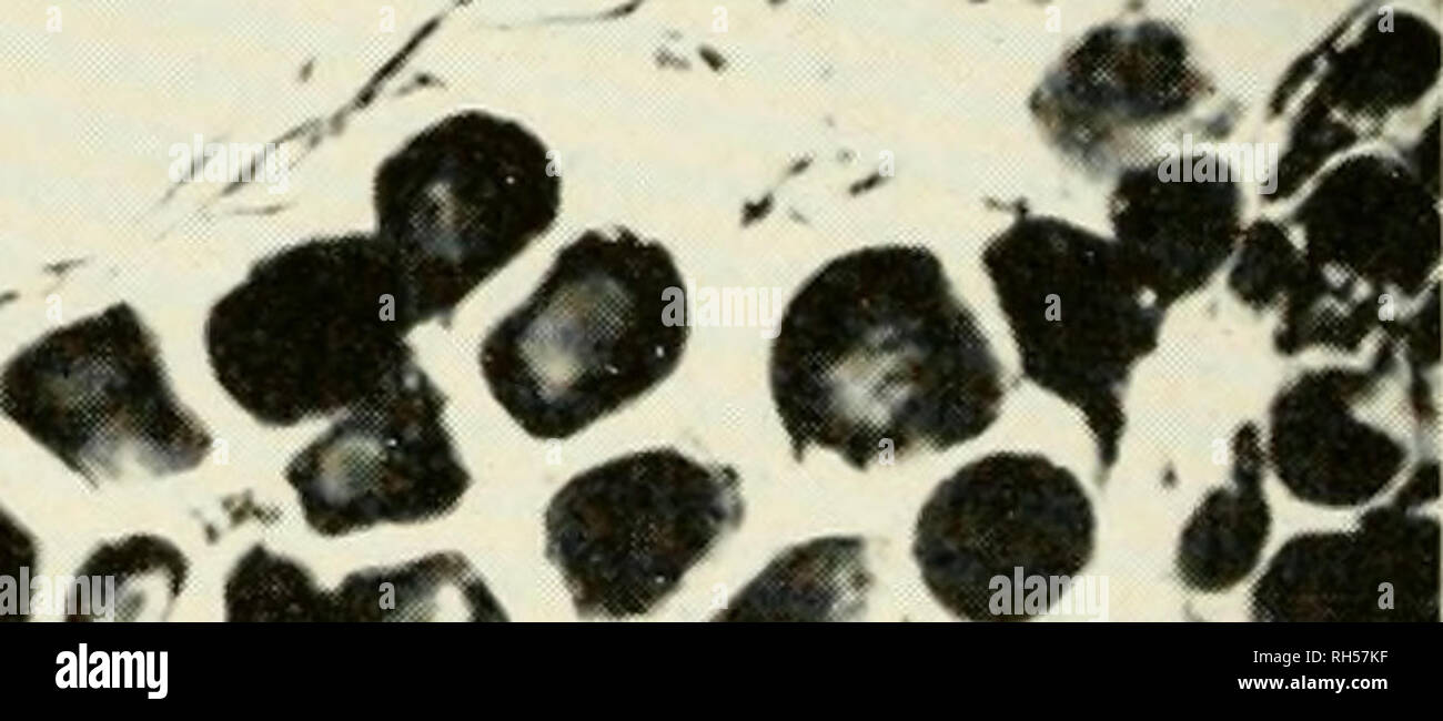 Testis Testes Stock Photos Testis Testes Stock Images Page 3