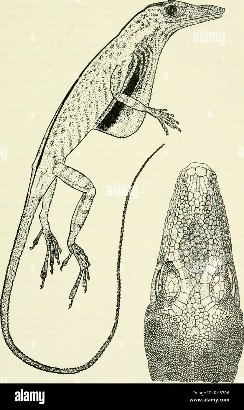 . Breviora. 1965 ANOLIS PUNCTATUS GROUP. Fig. 2. Anolis nigrolineatus new species. Type, MCZ 38940.. Please note that these images are extracted from scanned page images that may have been digitally enhanced for readability - coloration and appearance of these illustrations may not perfectly resemble the original work.. Harvard University. Museum of Comparative Zoology. Cambridge, Mass. , Museum of Comparative Zoology, Harvard University Stock Photo