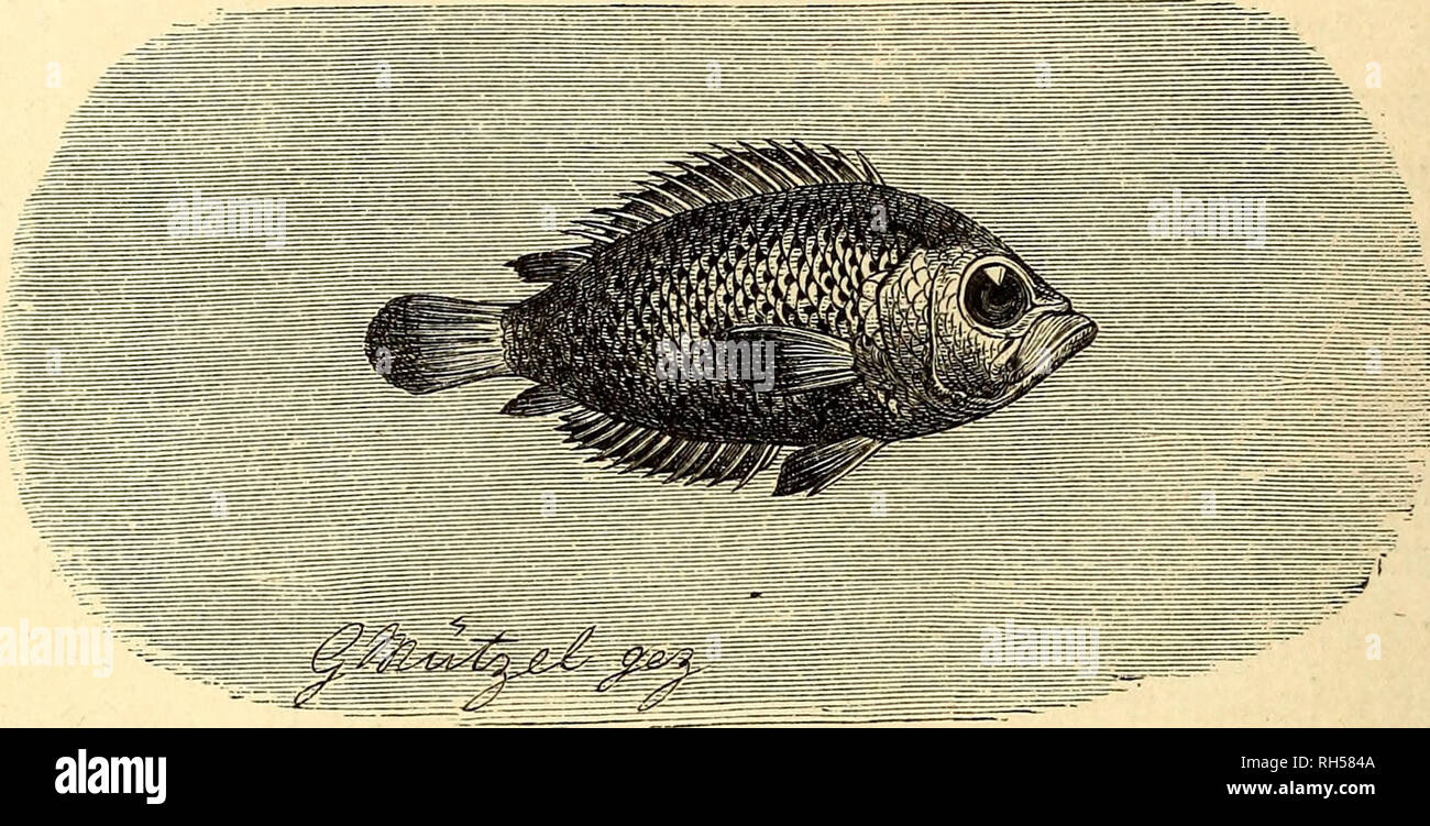 Brehms Tierleben Allgemeine Kunde Des Tierreichs Mit 1800 Abbildungen Im Text 9 Karten Und 180 Tafeln