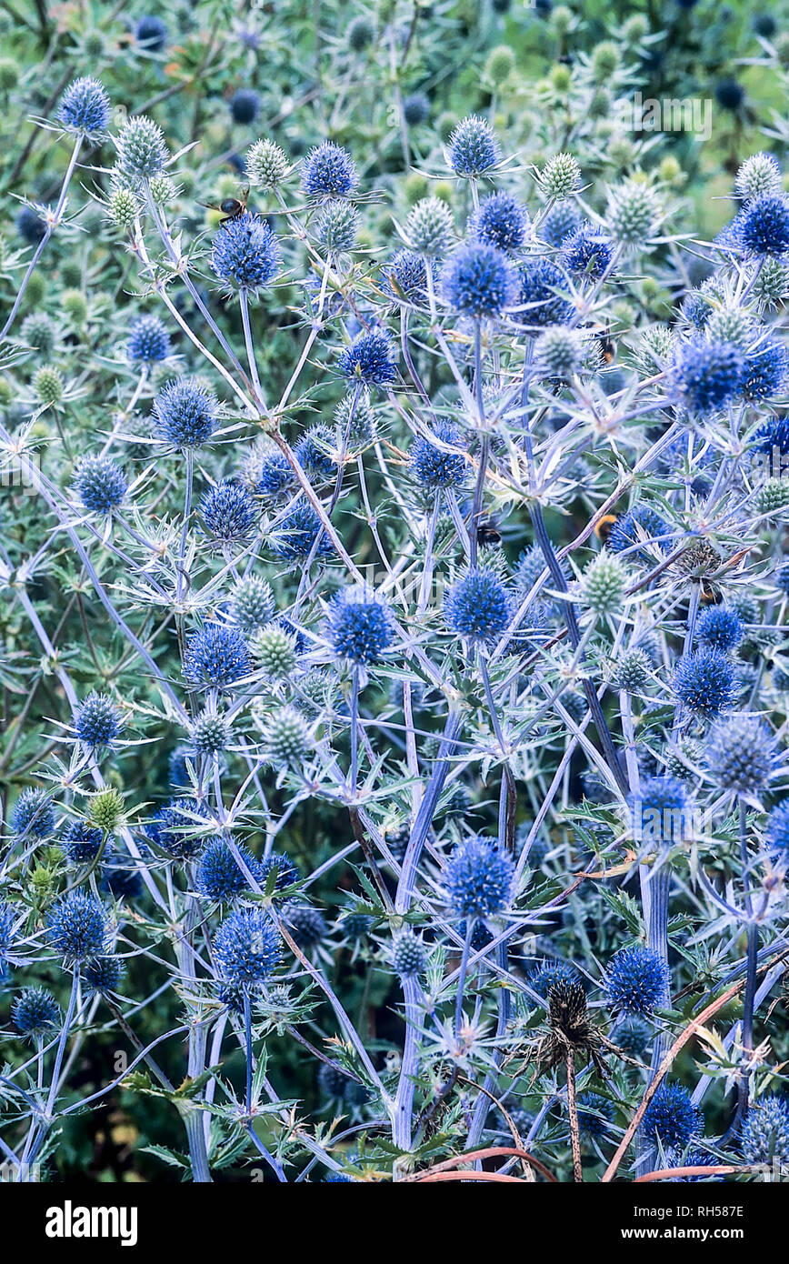 Blue spiky flowers hires stock photography and images Alamy