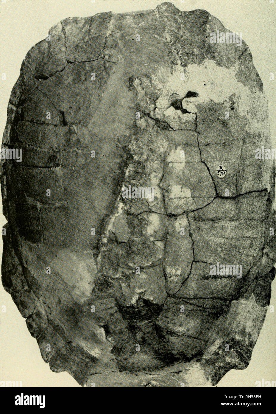 Page 2 Vit B High Resolution Stock Photography And Images Alamy