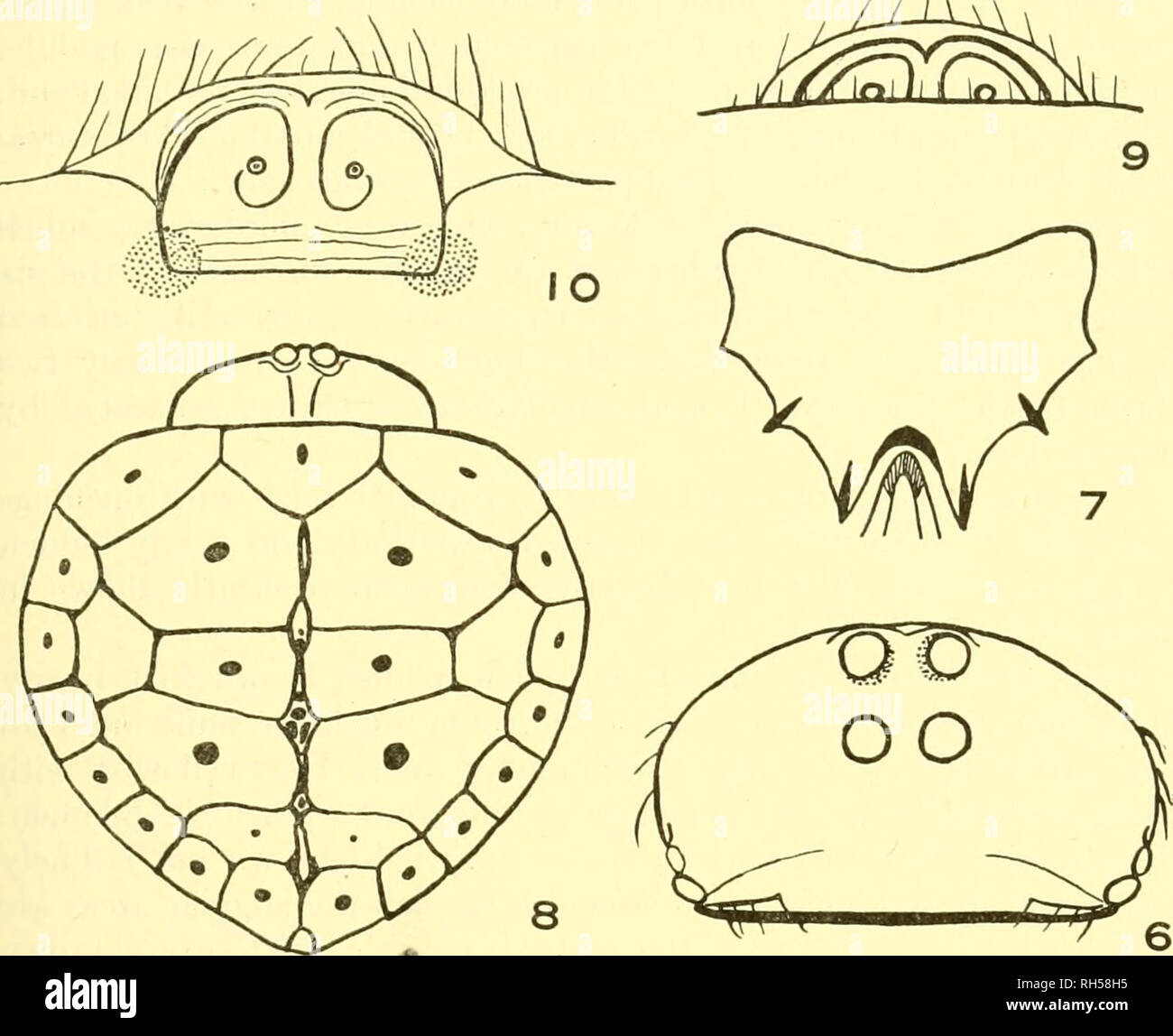 . Breviora. 1953 A NEW SPECIES OF HYPOGNATHA. External Anatomy of Hypognatha elahorata sp. nov. Figures 6-10 Fig. 6. Eyes and clypeus of female allotype, from in front. Fig. 7. Sternum of female allotype. Fig. 8. Female allotype, dorsal view. Fig. 9. Epigynum of allotype, posterior view. Fig. 10. Epigynum of disvsected paratype to show complete posterior exposur Tarsi Totals Legs. 1243. Width of first patella at &quot;knee&quot; .195 mm., tibial index of first leg 14. Width of fourth patella at &quot;knee&quot; .1624 mm., tibial index of fourth leg 15. Femora Patellae Tibiae Metatarsi (All mea Stock Photo